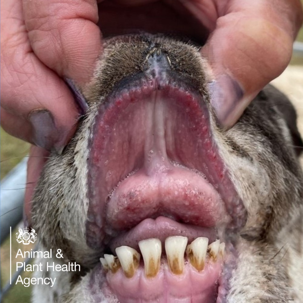 Sheep with lesions in mouth